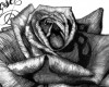 black rose pencil.1979.final Red detail 2