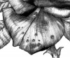 black rose pencil.1979.final Red detail 3